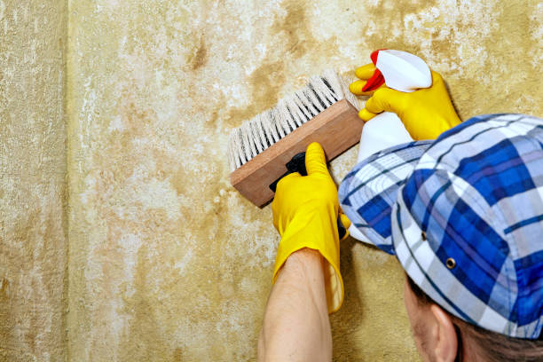 Mold Remediation for Rental Properties in Troy Hills, NJ